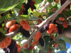 Bahar Yorgunlu�u ��in 