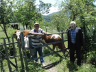 Bart�n'da �ap Hastal��� Nedeniyle Hayvan Pazarlar� Kapat�ld�