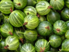 Bekta�i �z�m�n�n Faydalar�