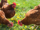 Beyaz Et ve Yumurtada Kriziden ��k�� Yolu: