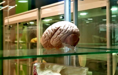 Beyin implantlar hafzay yzde 20 arttryor