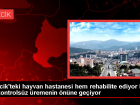 Bilecik'teki hayvan hastanesi hem rehabilite ediyor hem de kontrolsz remenin nne geiyor