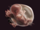 Bilim Adamlar� Yapay Bebek �retecek!