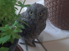 Bing�l'de Yorgun ve Bitkin Halde Bulunan Kukumav Ku�u Tedavi Edildi
