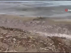 Binlerce ölü balık kıyıya vurdu