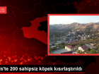 Bitlis'te 200 sahipsiz k�pek k�s�rla�t�r�ld�