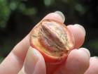 'Blushwood' Meyvesi Kanserin K�k�n� Kaz�yor!