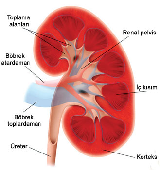 Bbrek Yetmezliinde, Kalp Krizi Riski 10 Kat Artyor