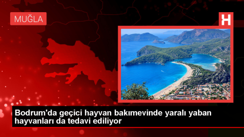 Bodrum'da yaral� yaban hayvanlar� tedavi ediliyor