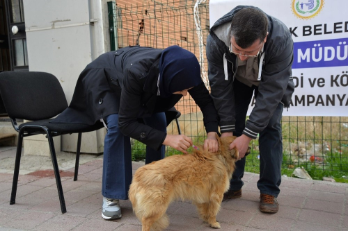 Bozyk'te Belediyeden Kpeklere cretsiz Kuduz As