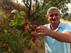 Buldan'da Do�al B���rtlenlerin Hasat Zaman�