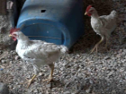 Bursa'da Sağlık Çalışanlarından Tavuk Kurtarma Operasyonu