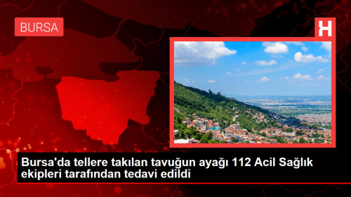 Bursa'da tellere taklan tavuun aya 112 Acil Salk ekipleri tarafndan tedavi edildi