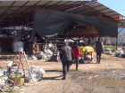 B�y�kba� hayvanlara SAT-2 a��lama �al��malar� devam ediyor