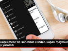 Büyükçekmece'de sahibinin elinden kaçan maymun 3 kişiyi yaraladı