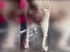 �anakkale'de kanserli sokak k�pe�i hayvanseverlerin yard�m�yla tedavi alt�na al�nd�