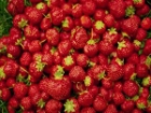 �ile�in Faydalar�na �nanamayacaks�n�z!