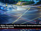 �inli Bilim �nsanlar� �lk Kez Domuz Embriyolar�ndan �nsan B�bre�i �retti