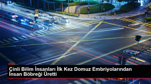 inli Bilim nsanlar lk Kez Domuz Embriyolarndan nsan Bbrei retti
