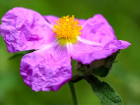 Cistus Creticus nedir? Cistus Creticus (Tyl laden) faydalar neler? Cistus Creticus koronavirsten koruyor mu?