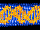 �ocuklukta Cinsel Taciz, Dna'y� da De�i�tiriyor