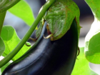 ��pe at�lan patl�can sap� �ifa deposu ��kt�! Faydalar� inan�lmaz