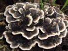 Coriolus Mantar� Do�an�n �ifa Kayna��