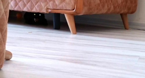 orlu'da Hasta Olabilecei Dnlen Kedi Ev Sahiplerine ve Belediye Ekiplerine Saldrd