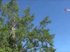 Cumhurba�kan� Erdo�an'�n tavsiye etti�i lezzetin dal�ndan sofaya yolculu�u ba�lad�