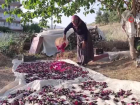 Deve G�l�: �ifal� Bitki Hatmi �i�e�i Hasad� Devam Ediyor