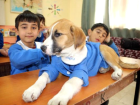 Distemper nedir? Kpekte genlik hastal neden olur? Distemper belirtileri nelerdir?