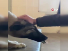 Diyarbak�r'da depremzede hayvanlar�n psikolojik ve fiziki tedavileri devam ediyor