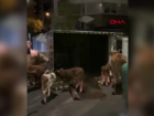 Diyarbak�r'da Kamyonet Devrildi, B�y�kba� Hayvanlar Yola Savruldu
