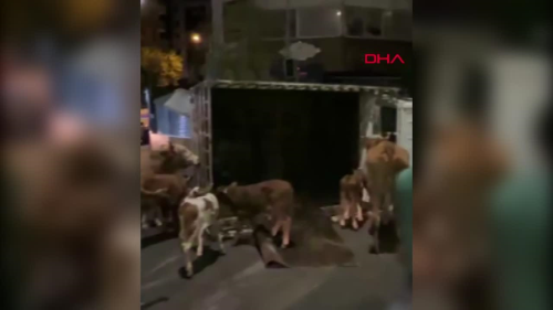 Diyarbakr'da Kamyonet Devrildi, Bykba Hayvanlar Yola Savruldu