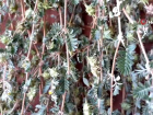 Do�ada kendili�inden yeti�en '�oban ��kerten' bitkisinin faydalar� saymakla bitmiyor