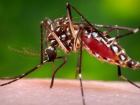 Dnya Salk rgt: Dnya'da 33 lkede Zika Virs Var