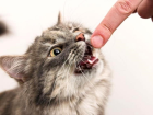 D�zce'de 43 Ki�i Kedi ve K�pek Is�rmas� �ikayetiyle Sa�l�k Kurumlar�na Ba�vurdu