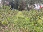 D�zce'de f�nd��a alternatif olan aronya i�in hasat zaman�