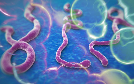 Ebola hastalndan korunma yntemi