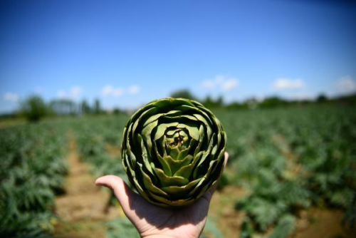 Enginarn ierdii 'sinarin' maddesi karacieri yeniliyor