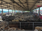 Erbaa'da 'Mavi Dil' Hastal��� Nedeniyle Hayvan Hareketleri Yasakland�