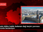 Erzurum'da bulunan dağ keçisi yavrusu biberonla büyütülüyor