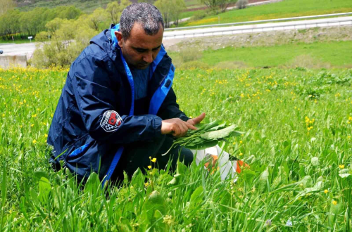 Erzurum'da doal olarak yetien yre bitkileri sebze olarak tketiliyor