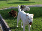 Eskişehir 75'inci Yıl Mahallesinde Başıboş Köpeklerden Şikayet