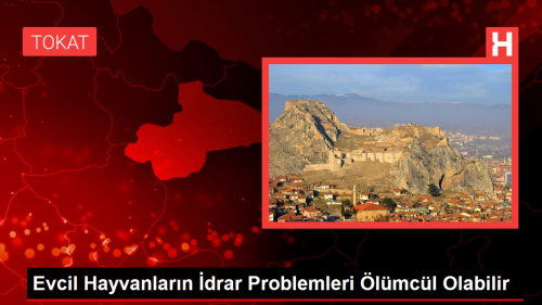 Evcil Hayvanlarn drar Problemleri lmcl Olabilir