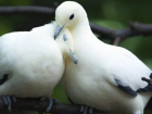 Eyvah ba��m�za bir de bu ��kt�! Ku�lar aras�nda yay�lan hastal�k 1 insan� �ld�rd�