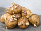 Filizlenen Patates �ld�rebilir!