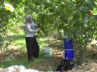 Fındık tozu alerjisine dikkat