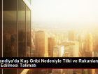 Finlandiya'da Ku� Gribi Nedeniyle 115.000 Tilki ve Rakun �tlaf Edilecek