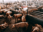 G4 EA H1N1 nedir? Yeni domuz gribi virs nedir? Yeni domuz gribi virs pandemiye neden olur mu?